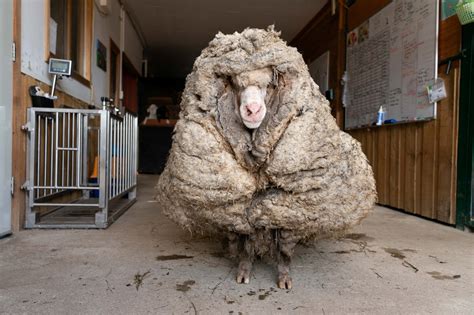 australie  mouton sauvage avec  kg de laine sauve par une association