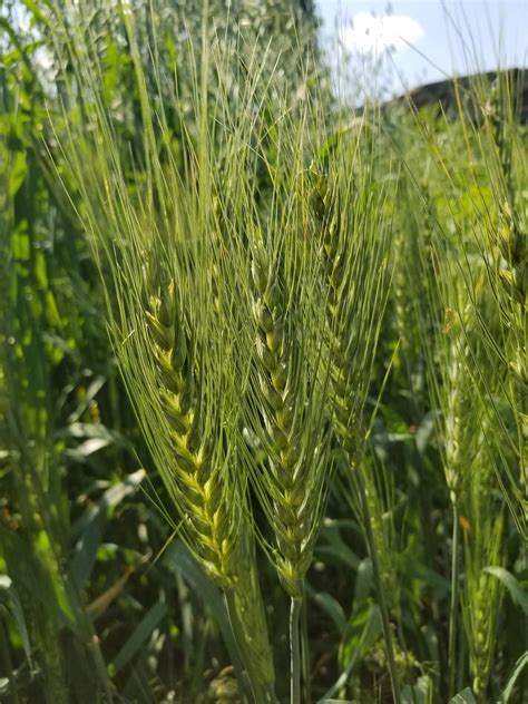 len wheat great lakes staple seeds