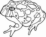 Toad Coloring Rospo Colorare Sapo Disegni Rospi Ausmalbild Luigi Inspirierend Sapos Frisch Frogs Anfibios Sammlung Girinos Colorine Anfibi Salamandra sketch template