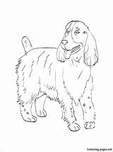 Spaniel Coloring Pages Springer Cocker Charles King Cavalier Perfect Getcolorings English Getdrawings Colorings 750px 83kb sketch template