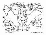 Facts Bat Animal Coloring Printable Study Science Preview sketch template