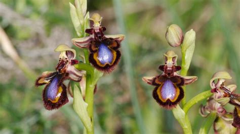 Bbc Earth Three Tricks Orchids Use To Lure Pollinating