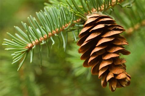 Romance And The Pine Cone Moment Booktalk