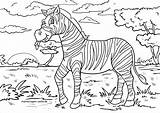 Zebra Malvorlage Ausmalbilder Kolorowanka Wildtiere Waldtiere Malvorlagen Obiedzie Kinder Drukowanka Coloringbay Druku Pasy Wydrukuj Malowankę sketch template