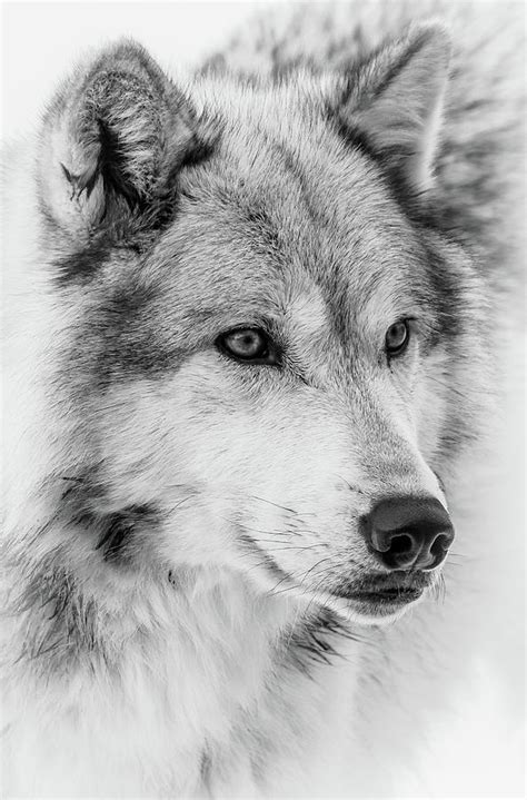 Wolf Face Close Up Ii Photograph By Athena Mckinzie Fine Art America