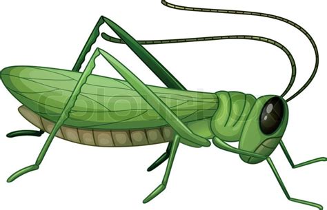 a grasshopper stock vector colourbox