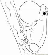 Frog Tree Coloring Pages Coloringpages101 sketch template