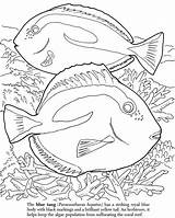 Coloring Fish Reef Barrier Great Publications Dover sketch template