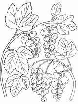 Pflanzen Malvorlage Drucken Malvorlagen Weintrauben Currant Fruits Generals Doske Variats Blackberry sketch template