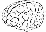 Cerebro Gehirn Hersenen Cerveau Malvorlage Colorare Cuerpo Drawing Digestive Colouring Schoolplaten Getdrawings Große Grote Téléchargez Scarica Descargar Edupics sketch template