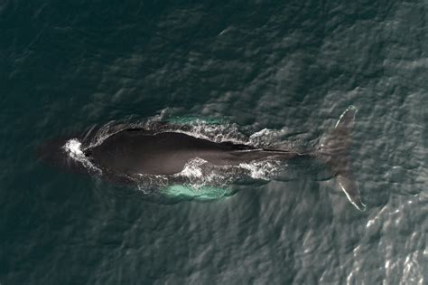 amazing drone view  black whale swimming  calm ocean  stock photo