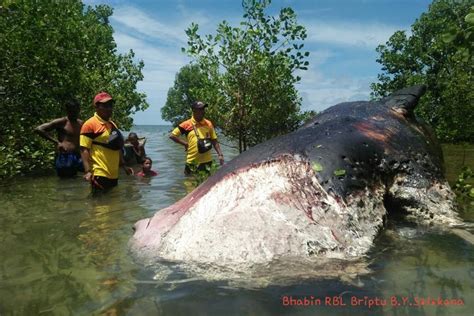 foto paus  terdampar  pulau rote jenis paus sperma