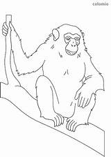 Chimpanzee Animals sketch template