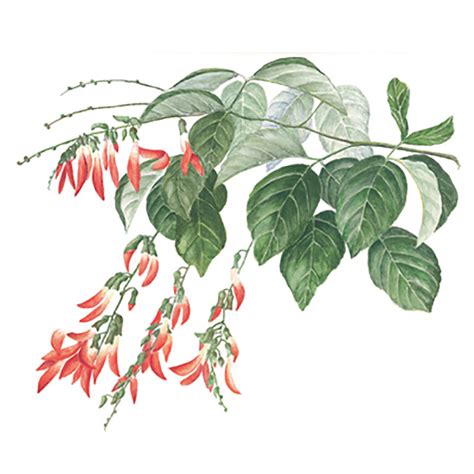 centro de ilustração botânica do paraná