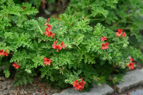 grow  care  scented leaved geraniums
