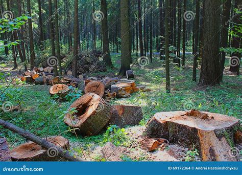 cut tree stock photo image  fallen spruce pine heartwood