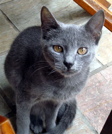Crete Cats Cute Grey Cat A Photo On Flickriver