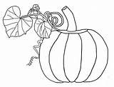 Pumpkin Vines Coloring Template Pages Drawing sketch template