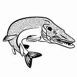 Pike Northern Muskie Drawing Zone Kid Fish Muskellunge Clipartmag Waters Largest Clear Member Where These They Family sketch template