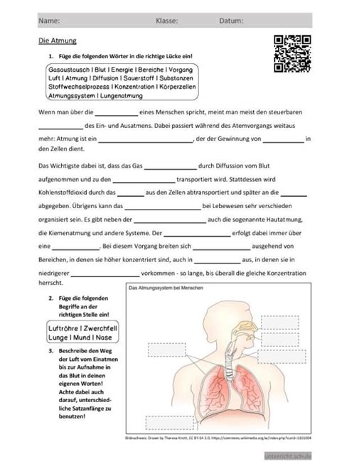 arbeitsblatt die atmung mit bildern atmungssystem
