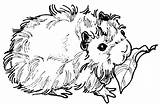 Guinea Pig Coloring Pages Clipart Printable Popular Books sketch template