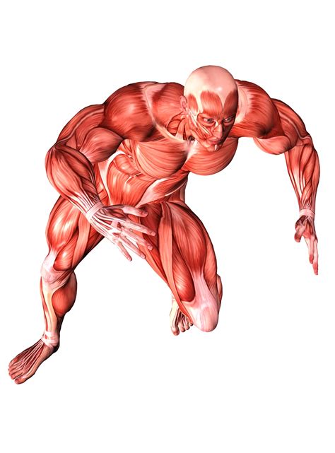 muscular system anatomy  physiology modernhealcom