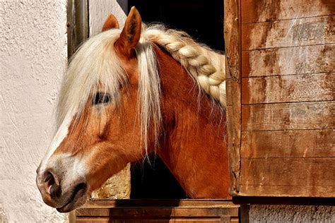 hoe stal je een paard landleven
