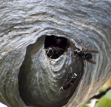 bald faced hornet nest leave    call pest control