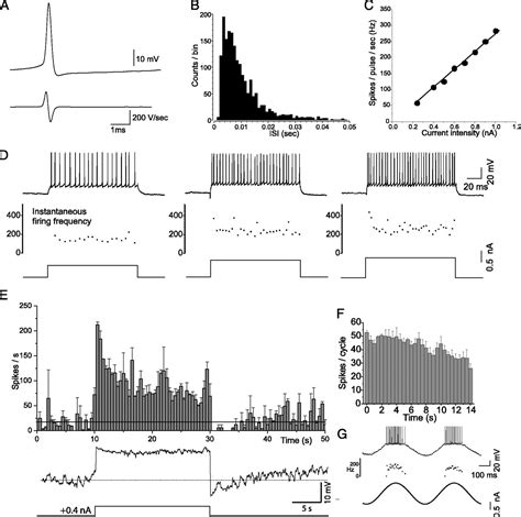 Slow Adaptation In Fast Spiking Neurons Of Visual Cortex Journal Of