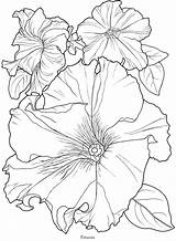Petunia Petunias Bloom Dover Stencils Sketch Bordar Doverpublications Voller Malbuch Designlooter sketch template