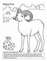 Sheep Bighorn Coloring Desert sketch template
