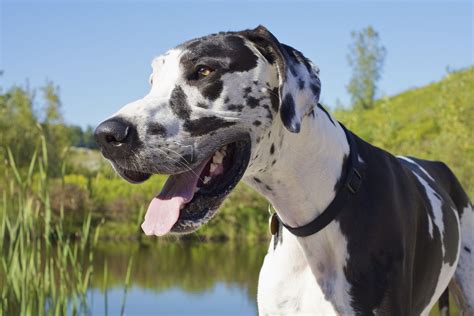 giant dog breeds   great pets