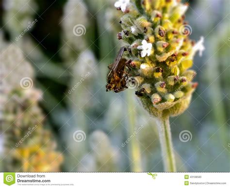 red eyed fly  white lavender stock image image  wings prey