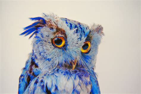 simply creative hyper realistic owl drawings  john pusateri