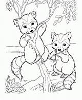 Raccoon Cute Drawing Coloring Pages Animal Cartoon Getdrawings sketch template