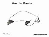 Coloring Manatee Pages Manatees Information Printing Pdf Popular Downloading Exploringnature sketch template