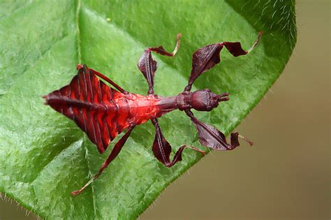 Nature Photography Other Bugs And Insects Leaf Insect Phyllium Sp