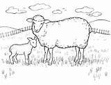 Lamb Template sketch template