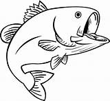 Bass Fish Coloring Pages Outline Drawing Fishing Trout Drawings Clipart Clip Color Fun Cliparts Jumping Water Cartoon Template Bar Book sketch template