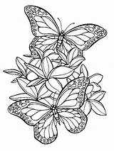 Papillon Farfalle Farfalla Tattoos sketch template