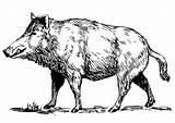 Boar Wild Coloring Clipart Hog Wildschwein Big Edupics Hunting Pages Transparent Malvorlage Besuchen Clipartkey Zeichnen sketch template