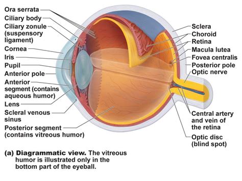 human eye diagrams   unlabeled  diagrams