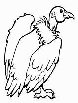 Colorear Buitre Vulture sketch template