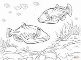 Lagoon Triggerfish Corallina Barriera sketch template