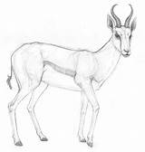 Springbok Coloring Pages Colouring Drawings Designlooter 97kb sketch template