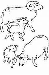 Coloriage Mouton Colorat Animale P56 Kolorowanka Moutons Oveja Kolorowanki Owce Druku Coloriages Printeaza Owca Drukuj sketch template