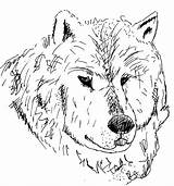 Loup Tete Adulte Environnement Patrimoine sketch template