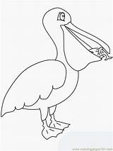 Pelican Coloring Pages Pelicans Animals Color Birds Template Orleans Clipart Boyama Colouring Bird Printable Pdf Coloriage Kuş Designlooter Drawings Kids sketch template