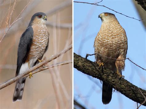 A Beginner’s Guide To Iding Cooper’s And Sharp Shinned Hawks Audubon