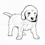 Golden Retriever Coloring Puppy Pages Drawing Goldendoodle Dog Puppies Drawings Line Labrador Lab Cute Draw Color Easy Labradoodle Printable Pitbull sketch template